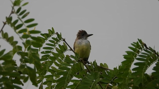 Brown-crested Flycatcher - ML638189898
