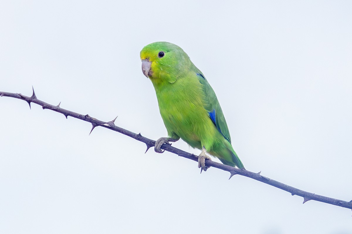 Cobalt-rumped Parrotlet - ML638189904