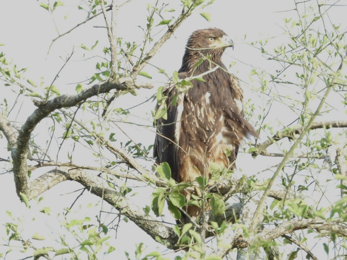 Tawny Eagle - ML638189911