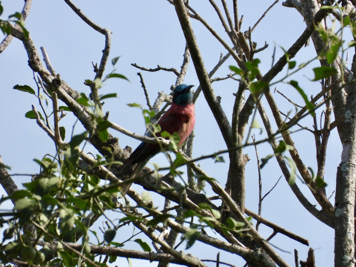 Northern Carmine Bee-eater - ML638189923