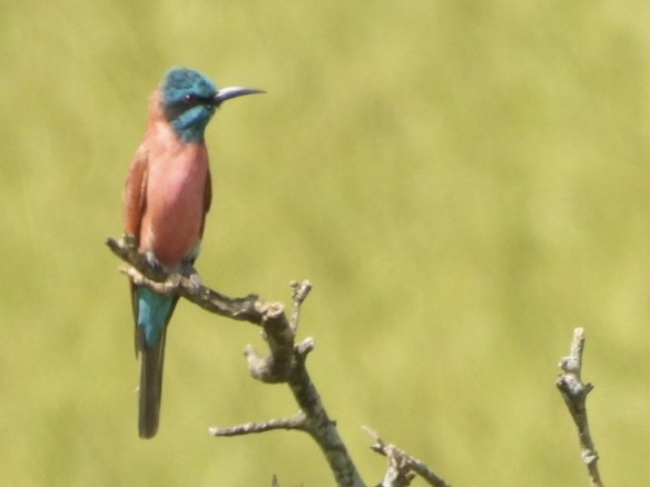 Northern Carmine Bee-eater - ML638189924
