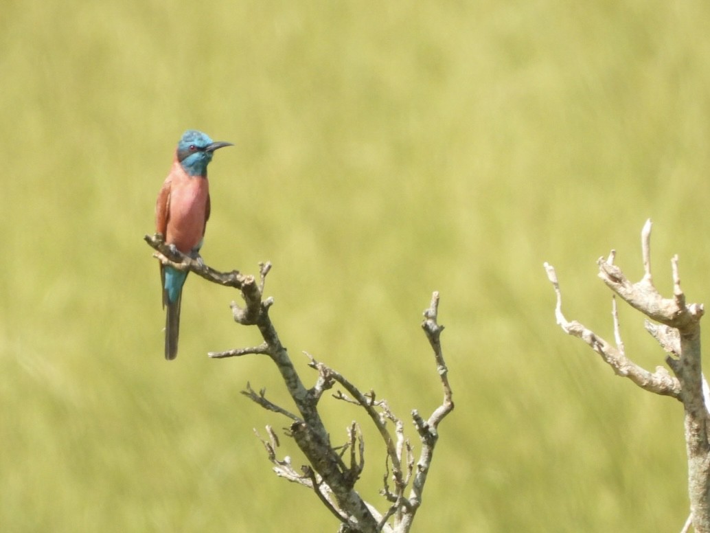 Northern Carmine Bee-eater - ML638189925