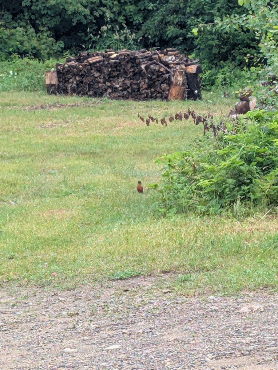 drozd stěhovavý - ML638189927