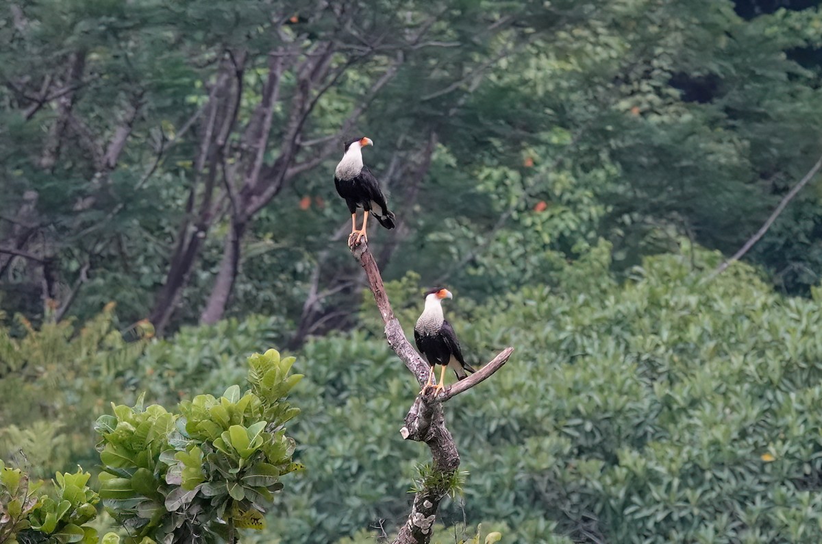 Crested Caracara - ML638189939
