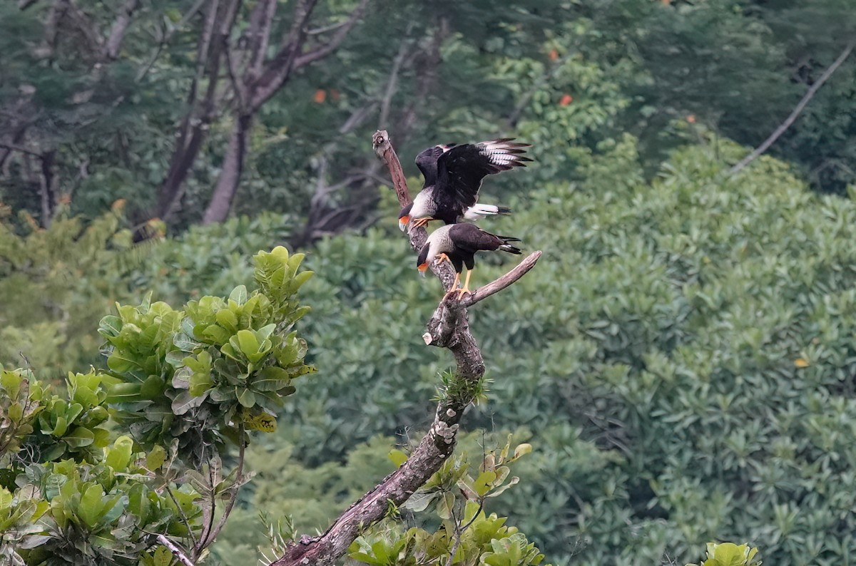 Crested Caracara - ML638189942