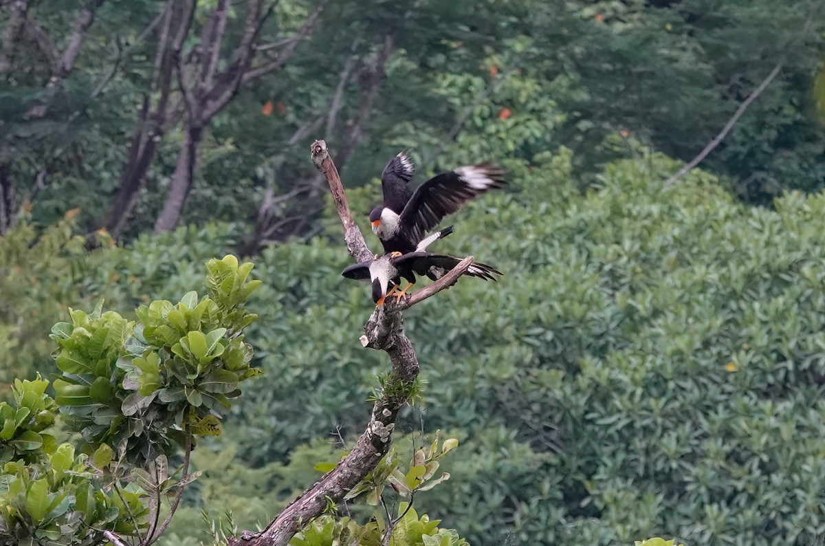 Crested Caracara - ML638189945