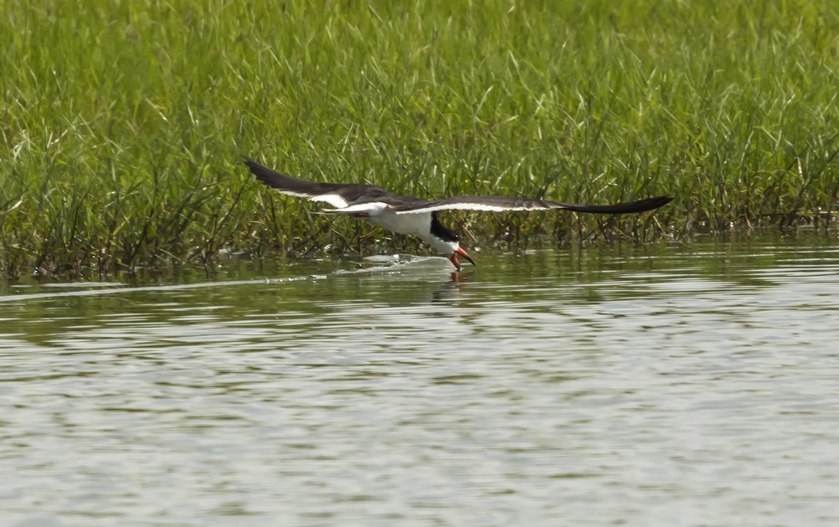 Black Skimmer - ML638189946