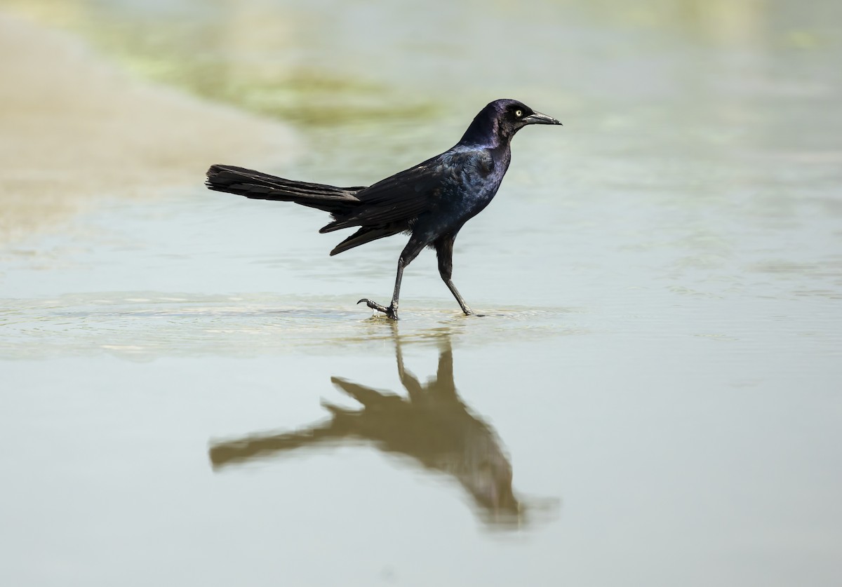 Boat-tailed Grackle - ML638189955
