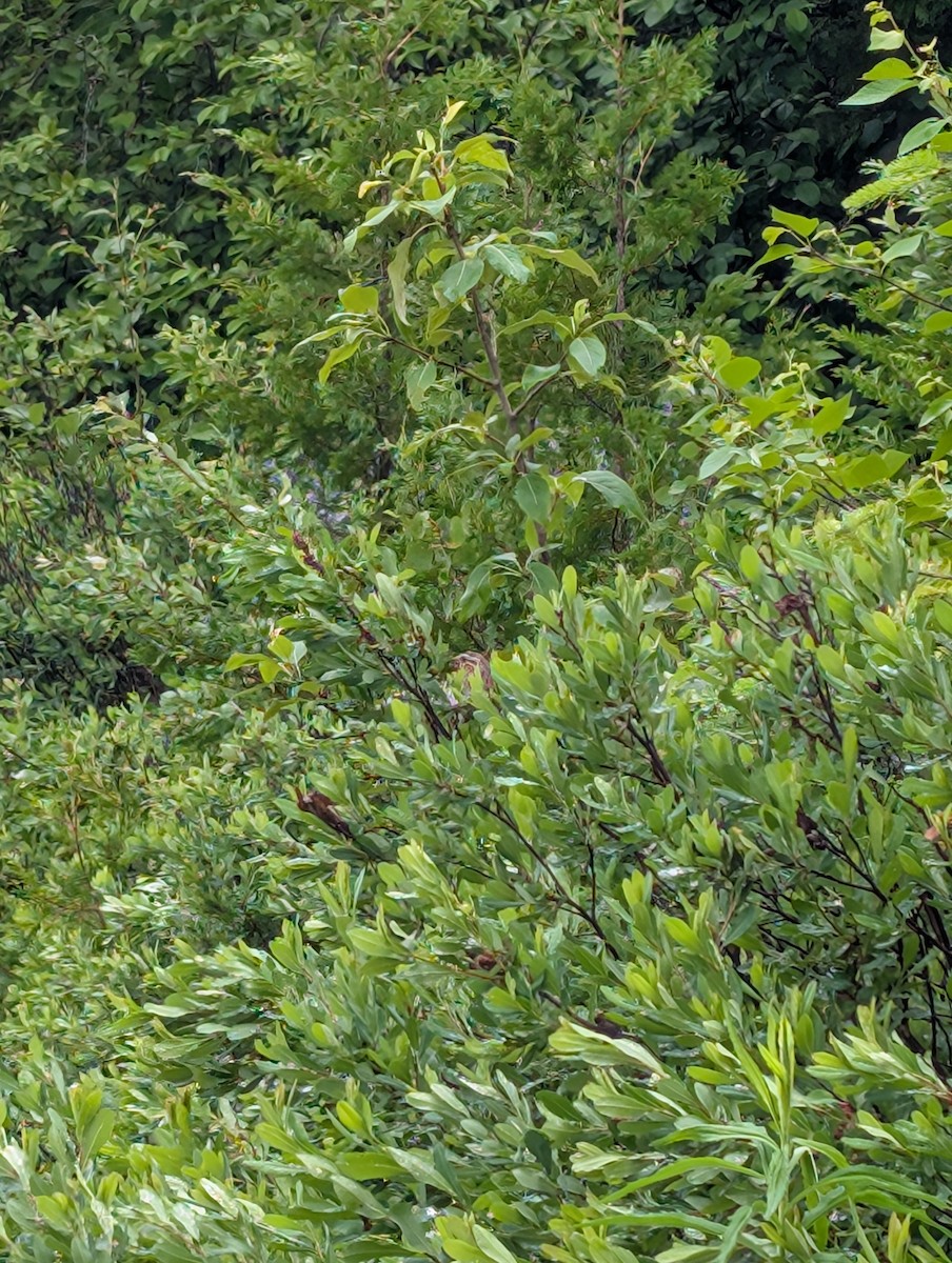 strnadec zpěvný - ML638189957