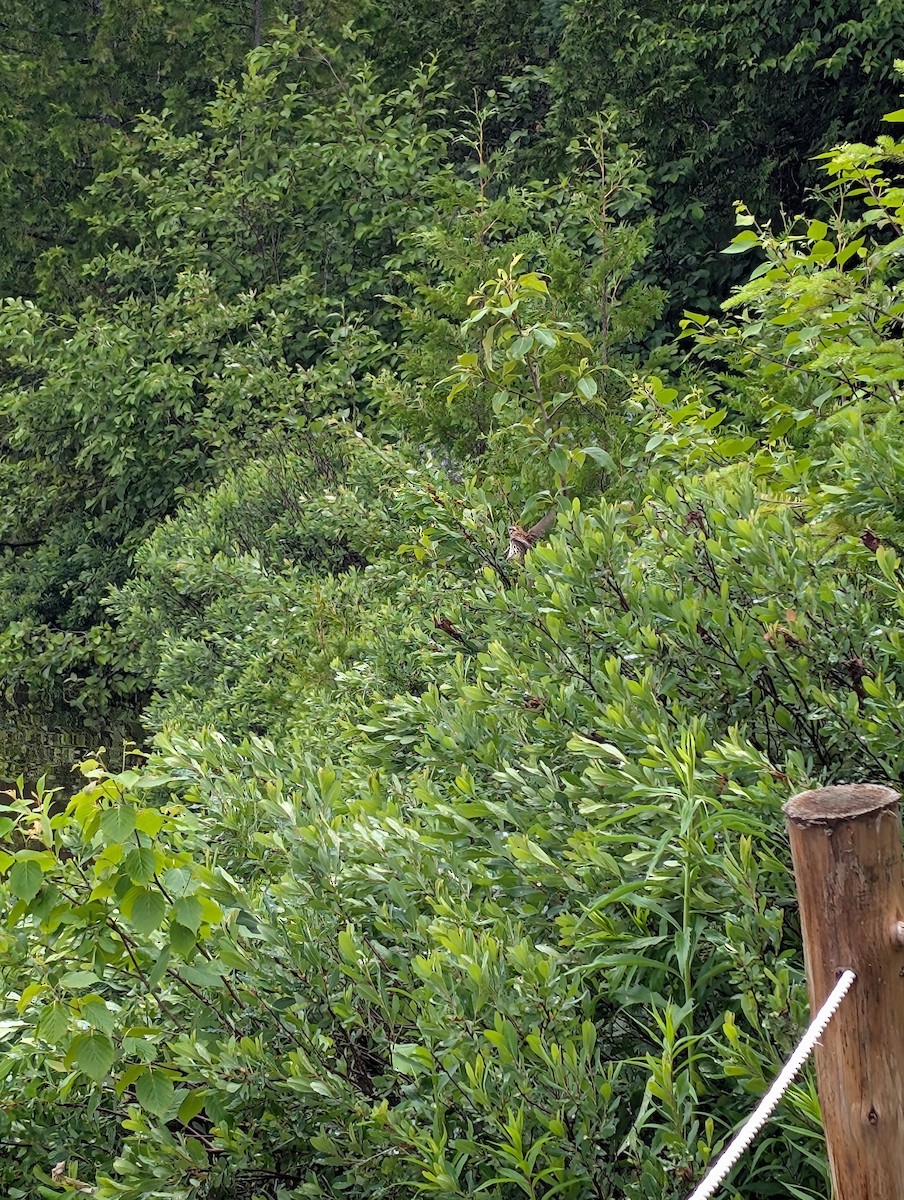 strnadec zpěvný - ML638189958