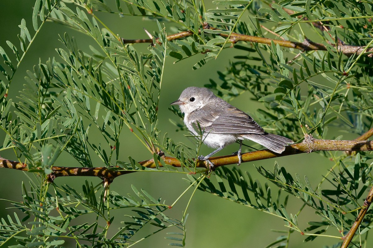 Lucy's Warbler - ML638189971