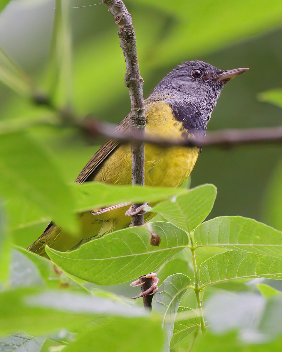Mourning Warbler - ML638189979