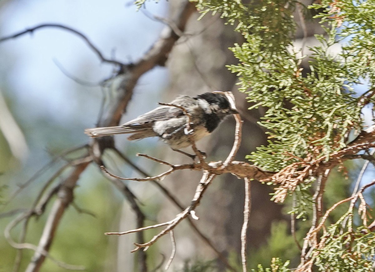 Mexican Chickadee - ML638190016