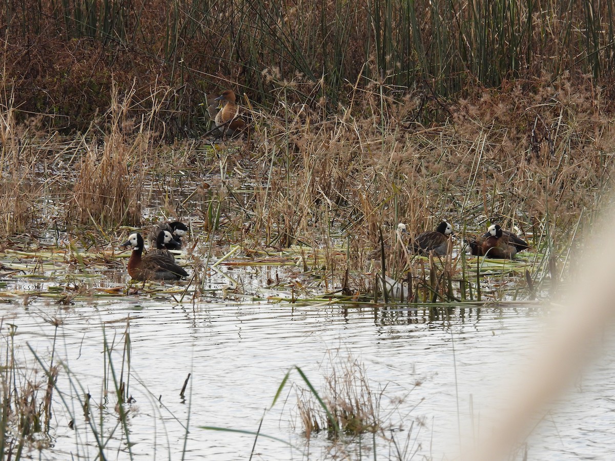 White-faced Whistling-Duck - ML638190045