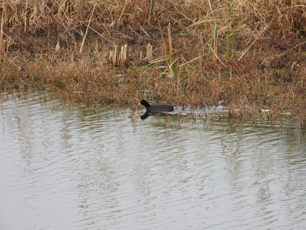Red-fronted Coot - ML638190053