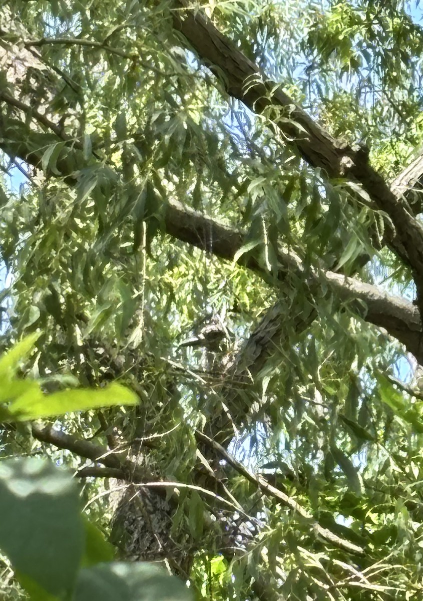 Yellow-crowned Night Heron - ML638190076