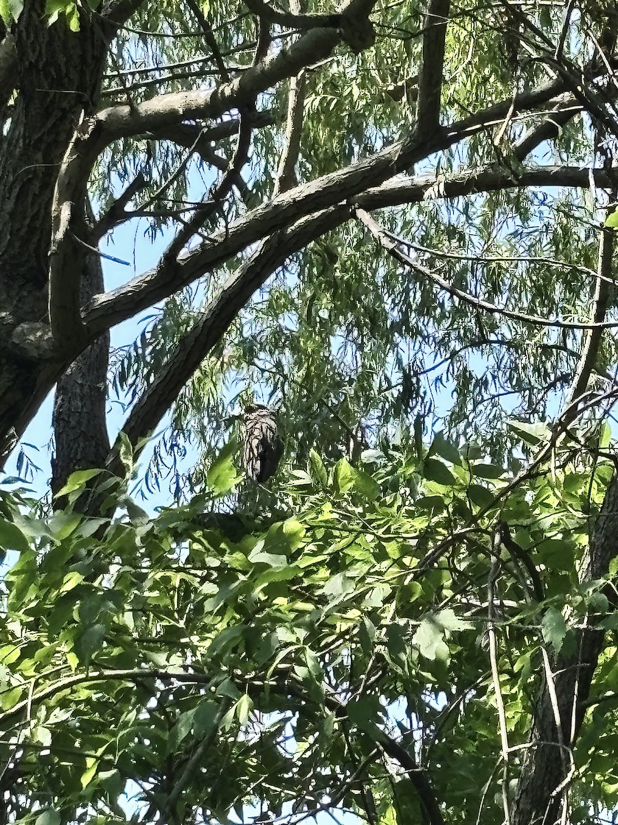 Yellow-crowned Night Heron - ML638190077