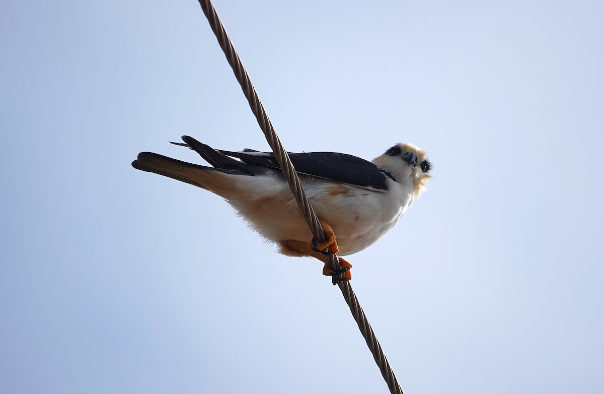 Pearl Kite - ML638190141