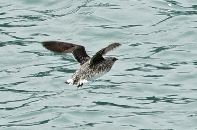Kittlitz's Murrelet - ML638190173