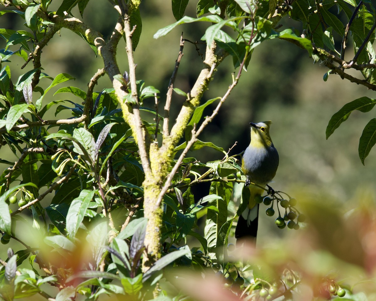 Long-tailed Silky-flycatcher - ML638190206