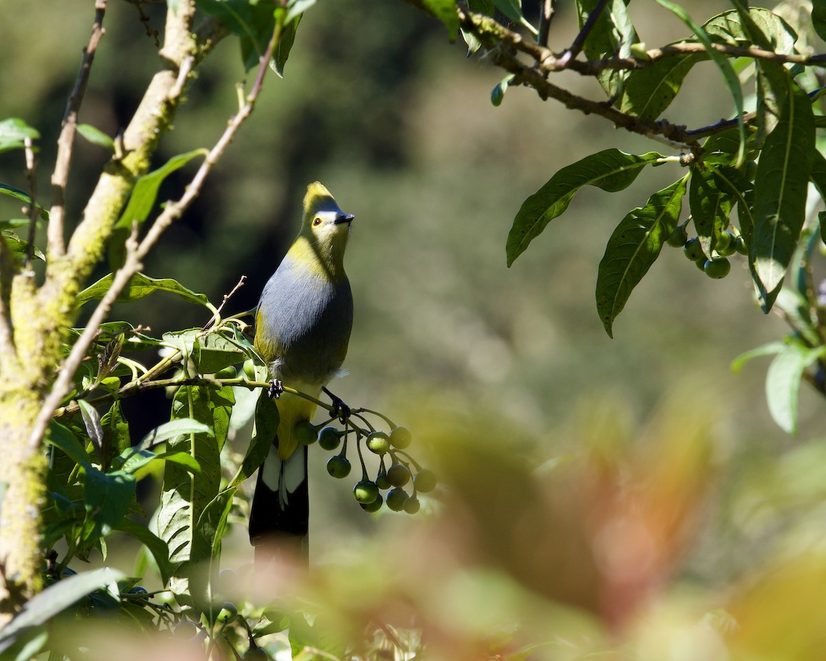 Long-tailed Silky-flycatcher - ML638190208