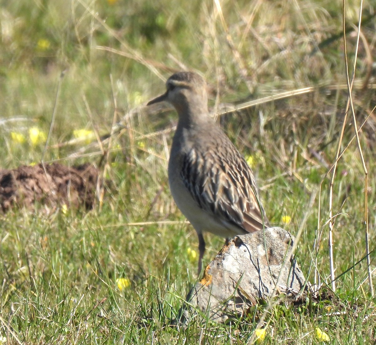 Tawny-throated Dotterel - ML638190209