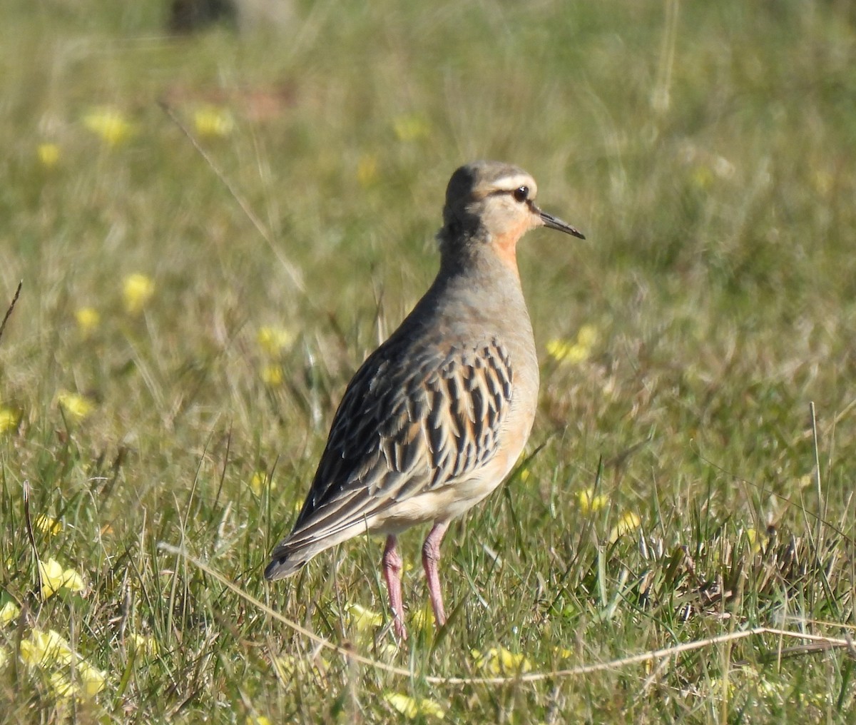 Tawny-throated Dotterel - ML638190220