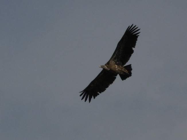 Rüppell's Griffon - ML638190244