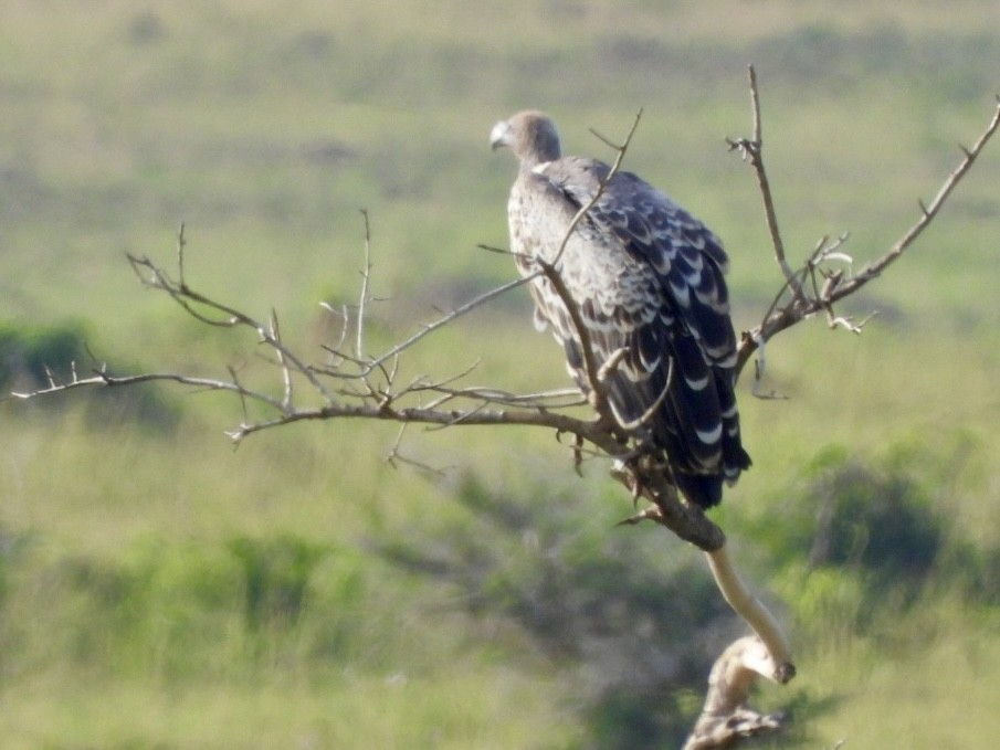 Rüppell's Griffon - ML638190245