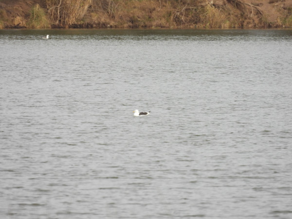 Great Grebe - ML638190247
