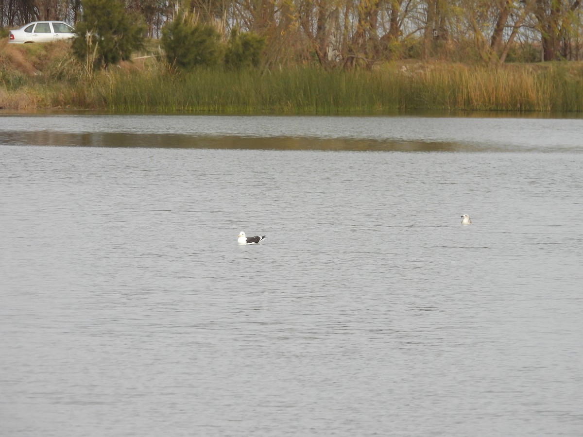 Great Grebe - ML638190248