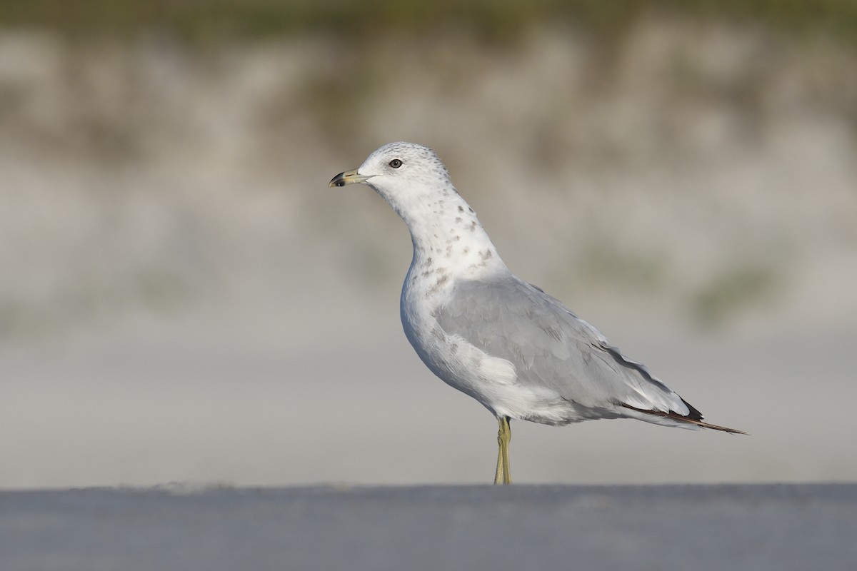 Ring-billed Gull - ML638190255