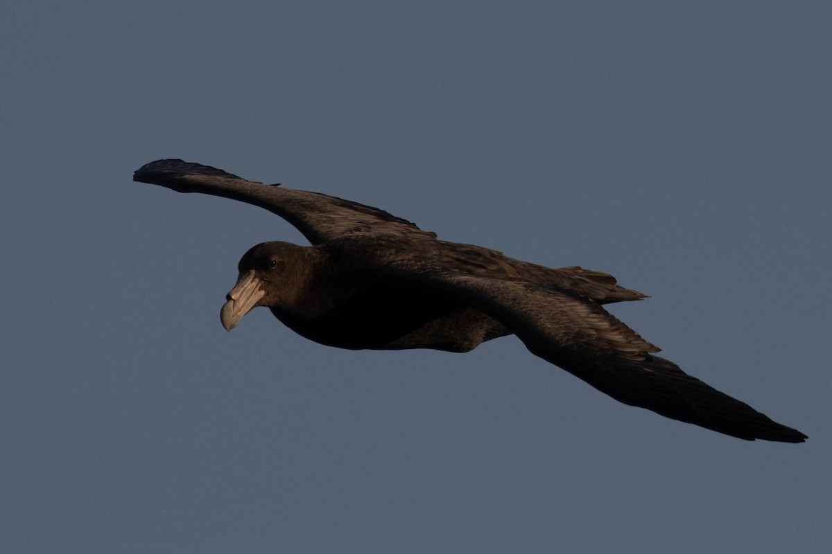 Southern Giant-Petrel - ML638190261