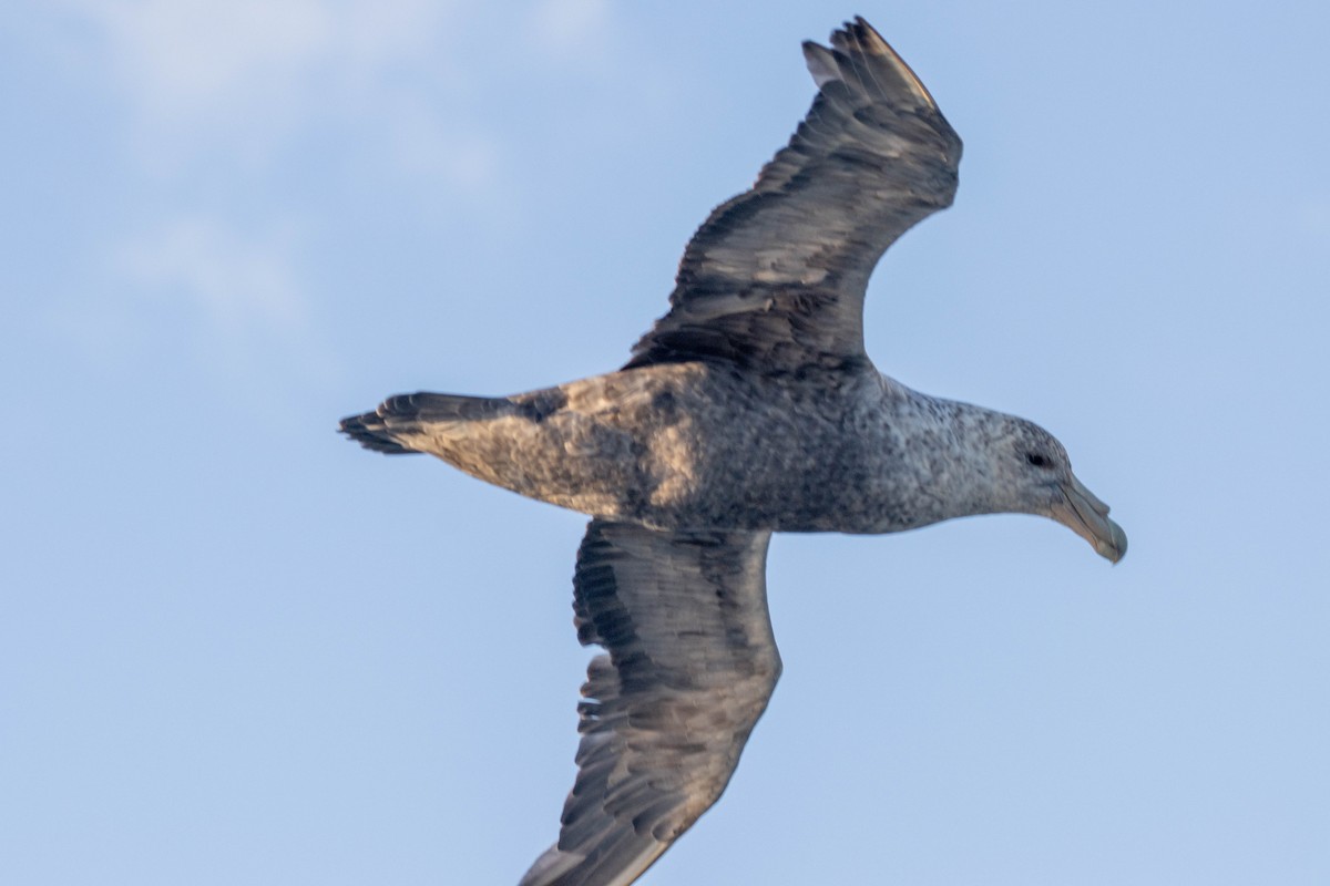 Southern Giant-Petrel - ML638190262