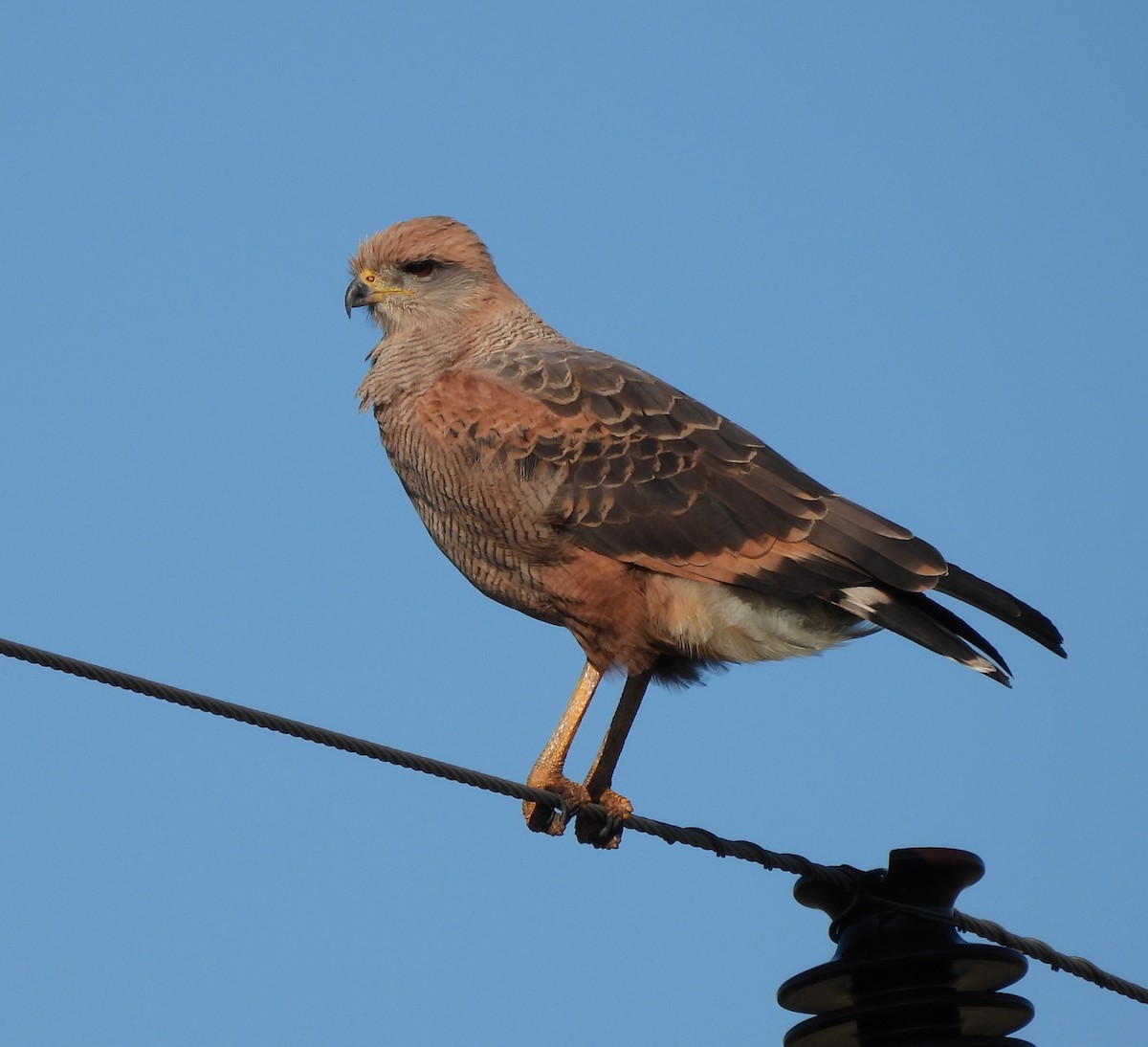 Savanna Hawk - ML638190272