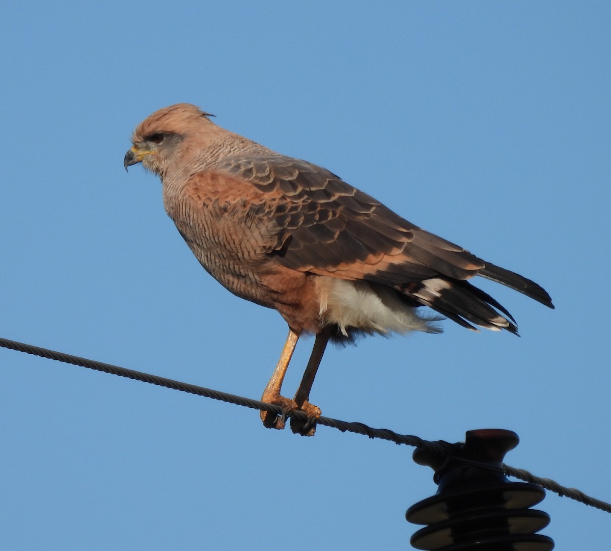 Savanna Hawk - ML638190277