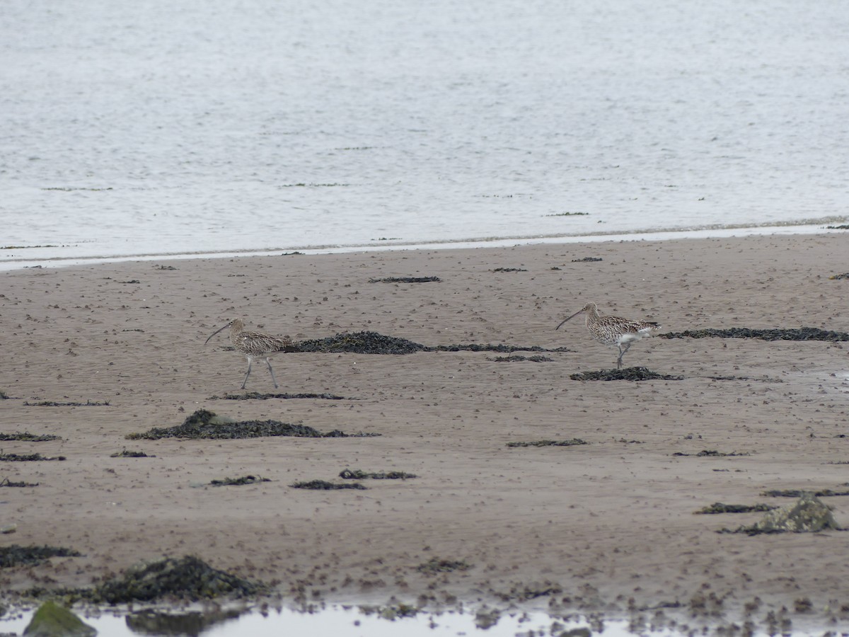 Eurasian Curlew - ML638190288