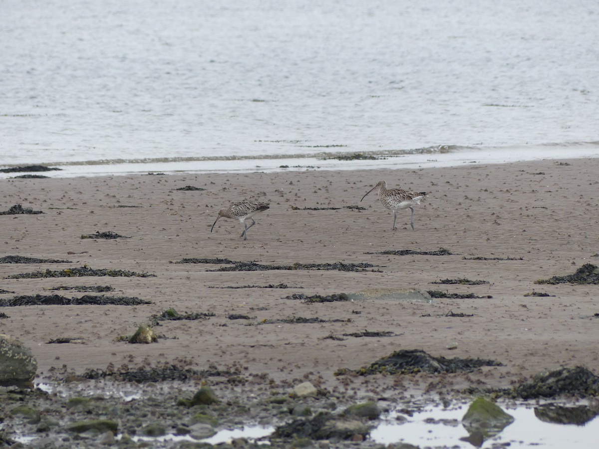 Eurasian Curlew - ML638190289