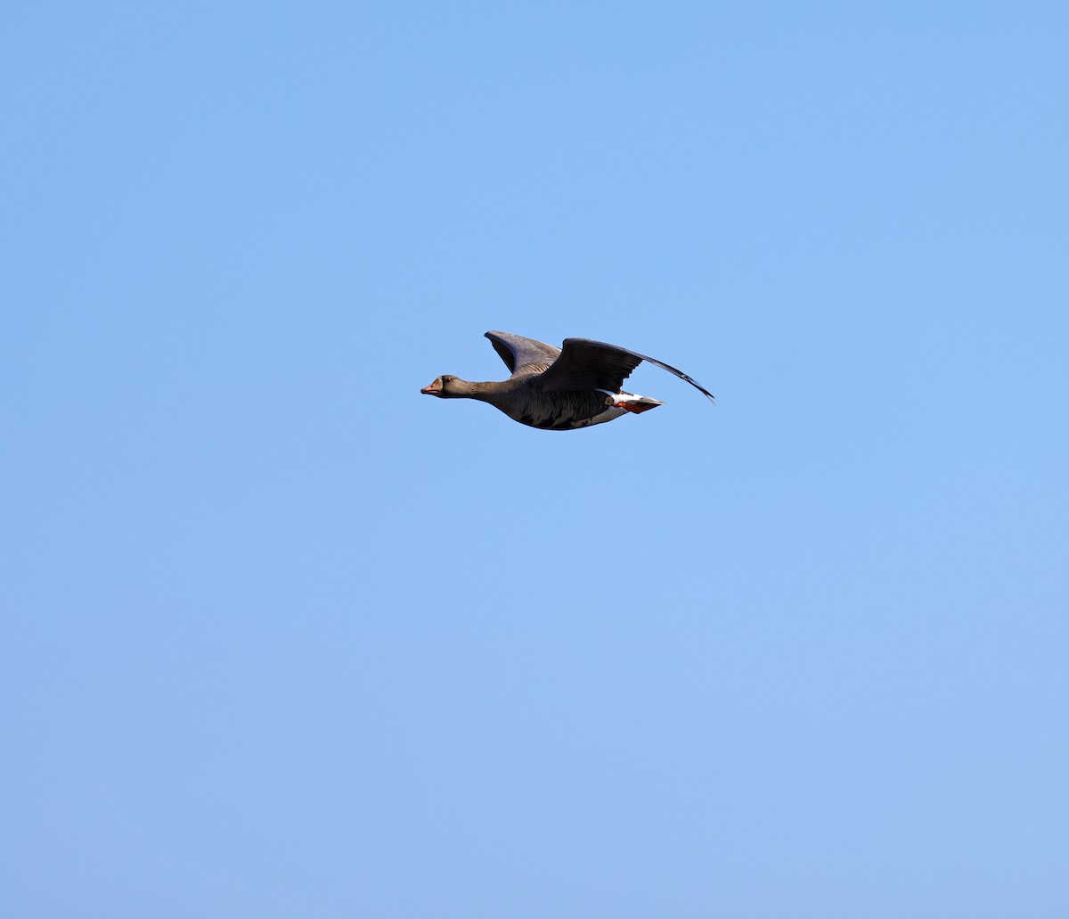 Greater White-fronted Goose - ML638190302