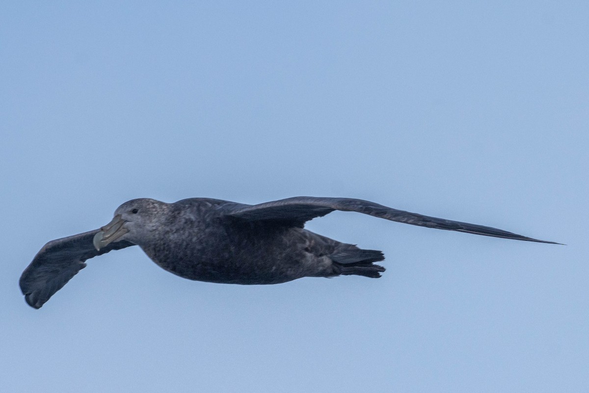 Southern Giant-Petrel - ML638190306
