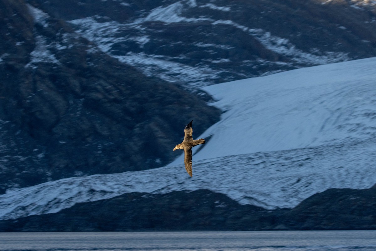 Southern Giant-Petrel - ML638190307