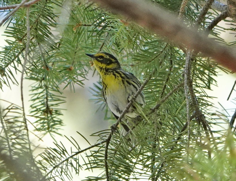 Townsend's Warbler - ML638190368