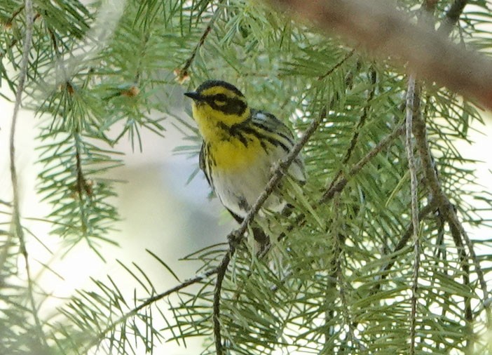 Townsend's Warbler - ML638190369