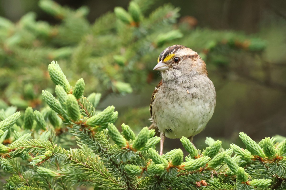 White-throated Sparrow - ML638190387