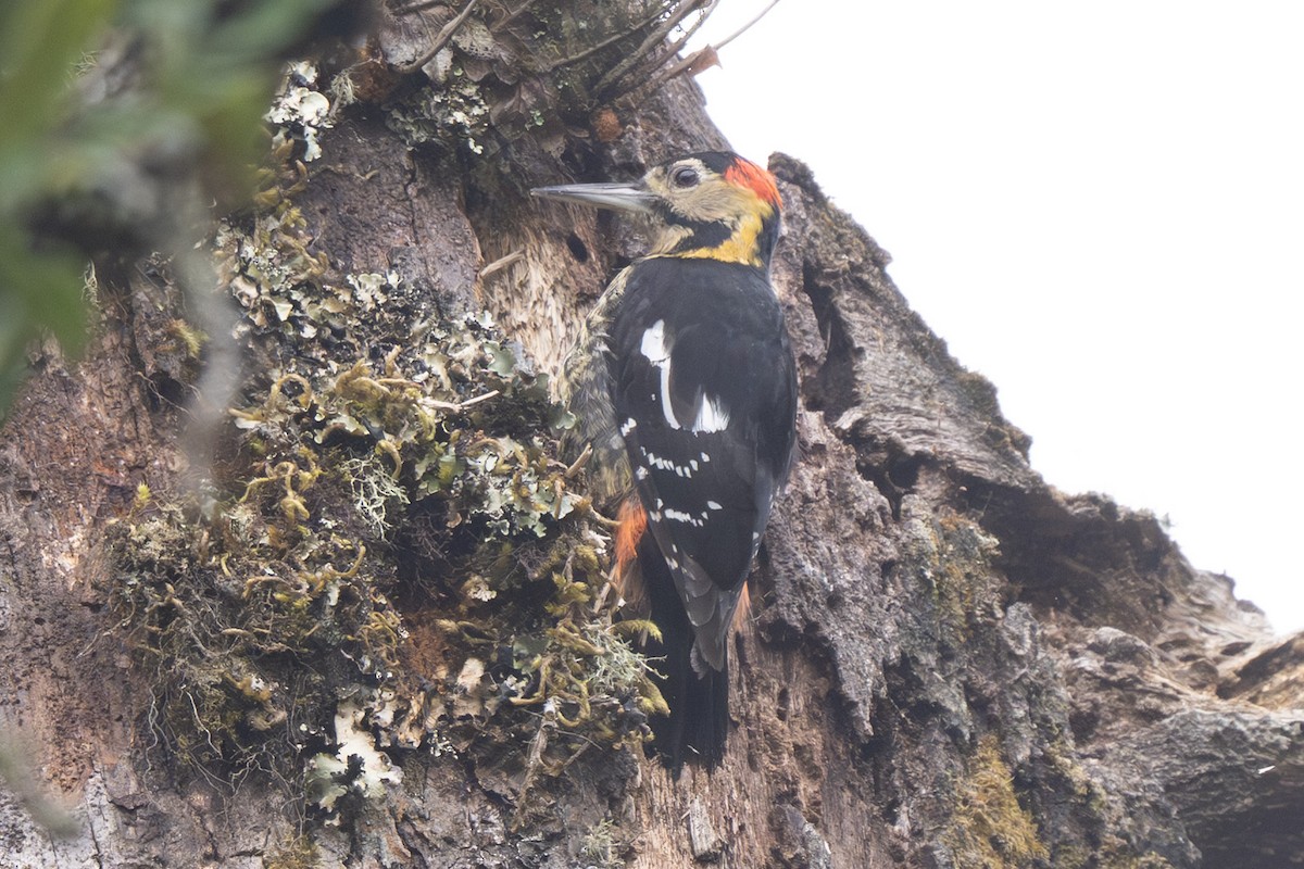 Darjeeling Woodpecker - ML638190396