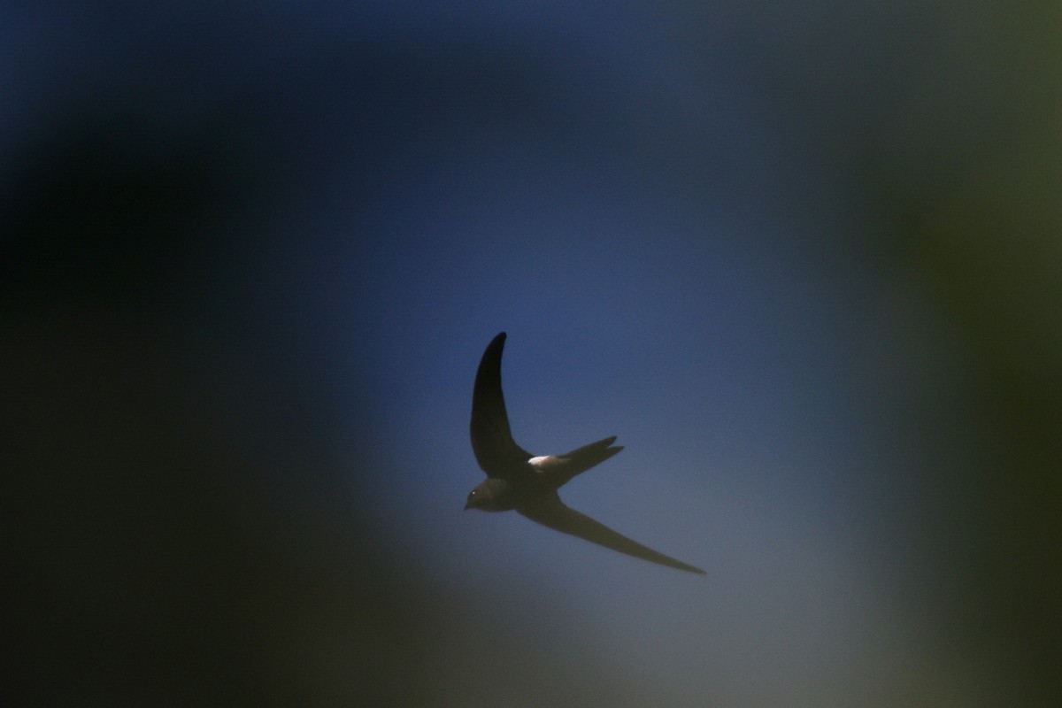 Pacific Swift - ML638190405