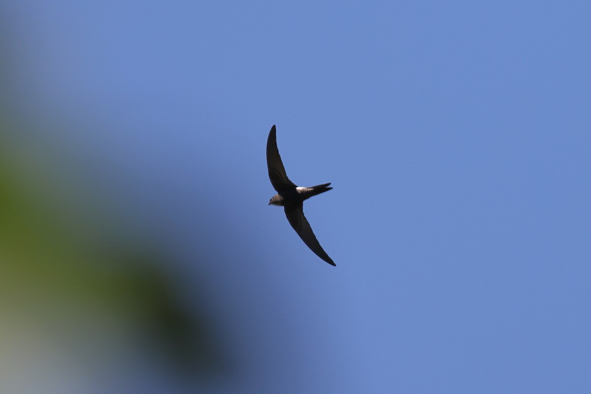 Pacific Swift - ML638190406