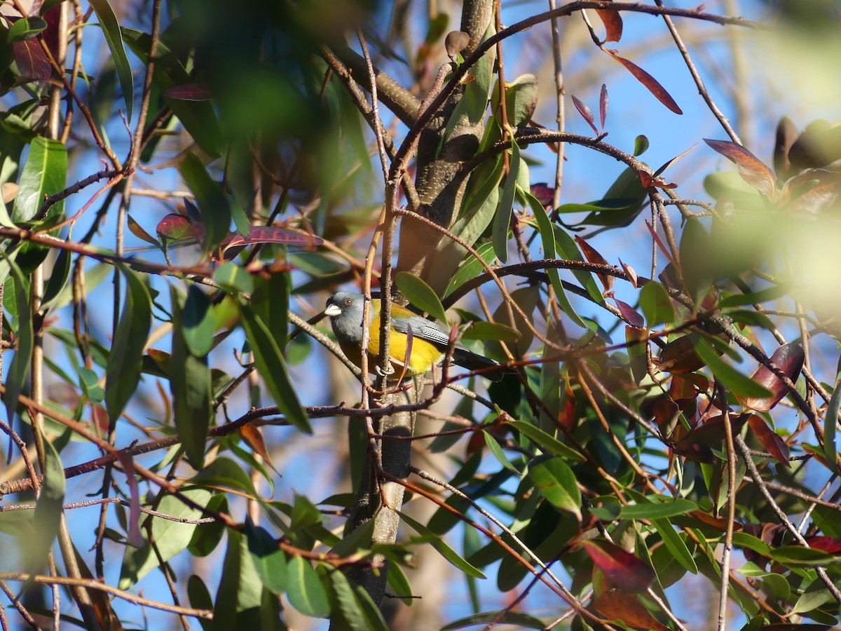 Patagonian Sierra Finch - ML638190409