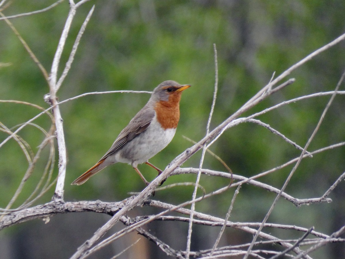 Red-throated Thrush - ML638190437