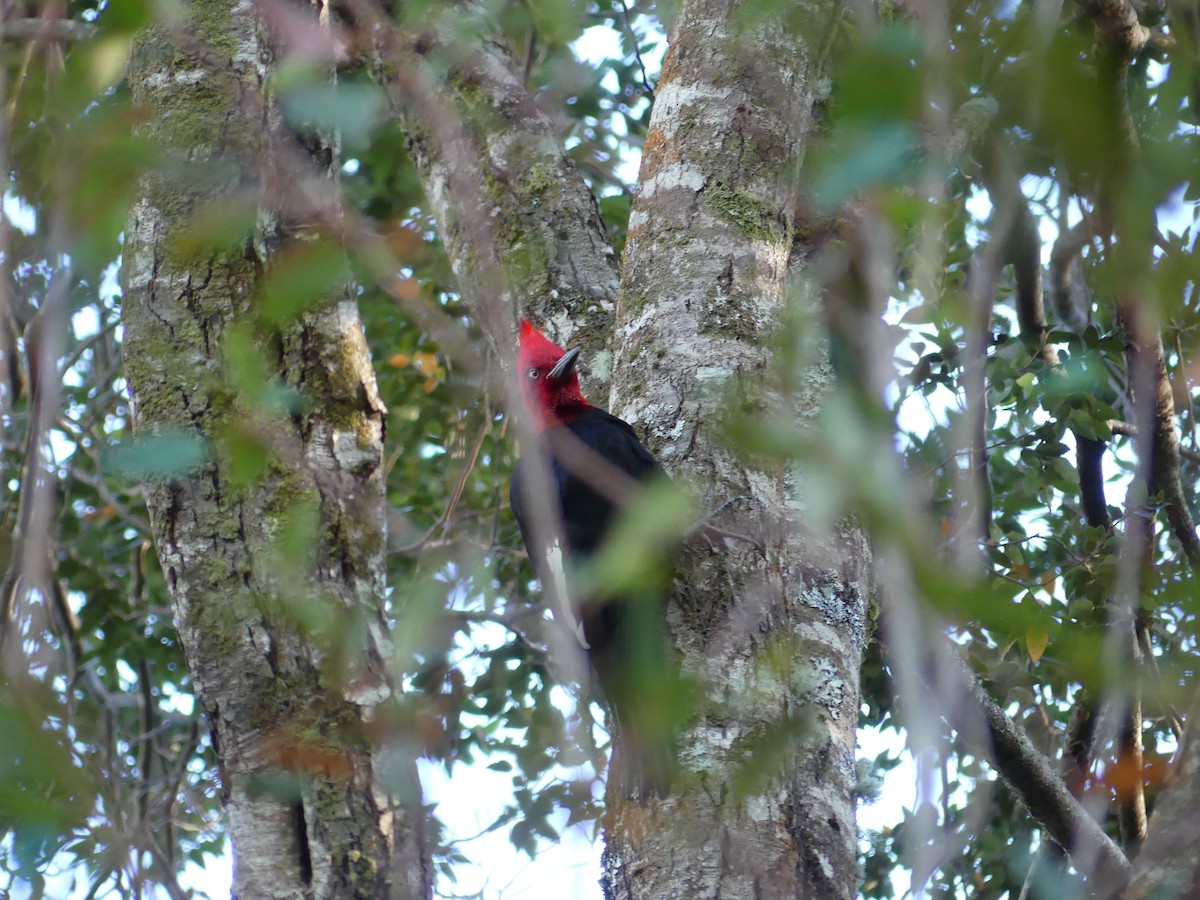 Magellanic Woodpecker - ML638190473